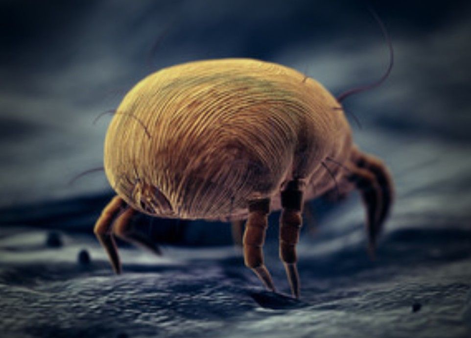 What do dust mites look like