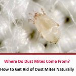 Where Do Dust Mites Come From 2022