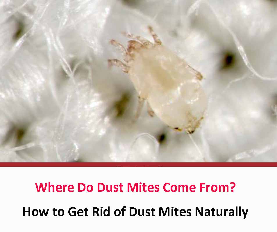 Where Do Dust Mites Come From 2022