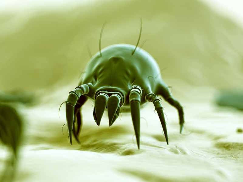 Where do dust mites come from?