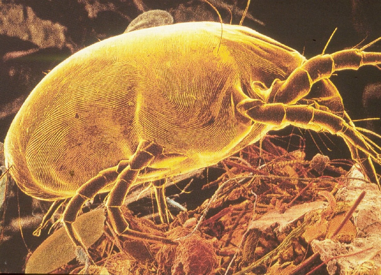 Why Can’t Ordinary Washing Kill Dust Mites?