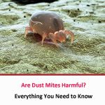 Are Dust Mites Harmful?