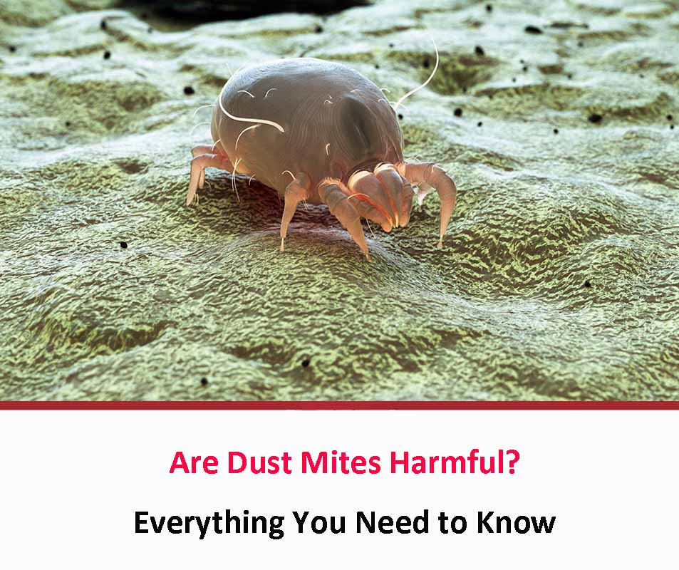 Are Dust Mites Harmful?