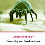 Do Dust Mites Fly?