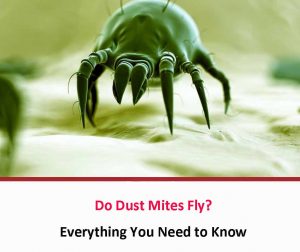 Do Dust Mites Fly? - All About Dust Mites