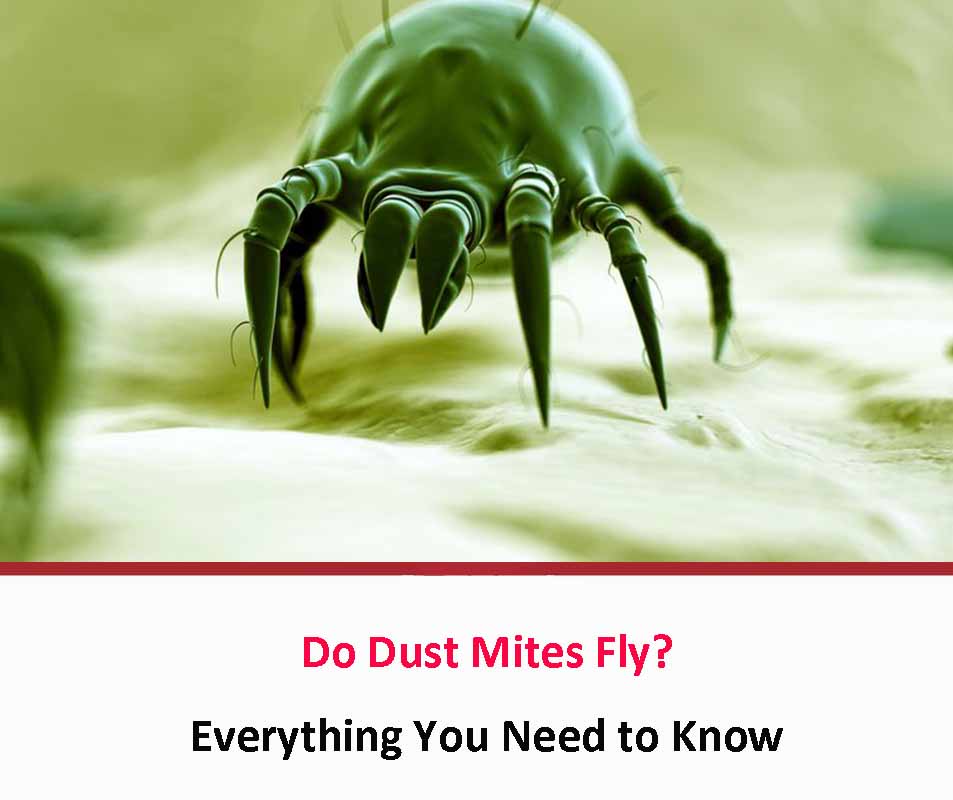 Do Dust Mites Fly?