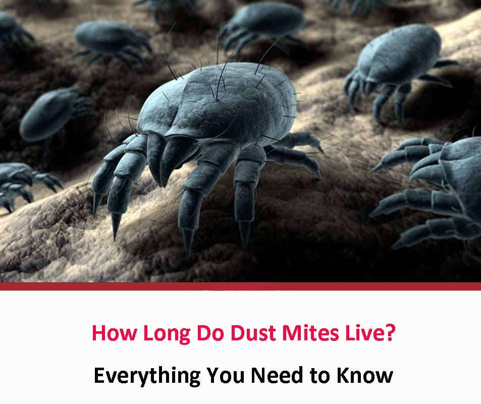 How Long Do Dust Mites Live?