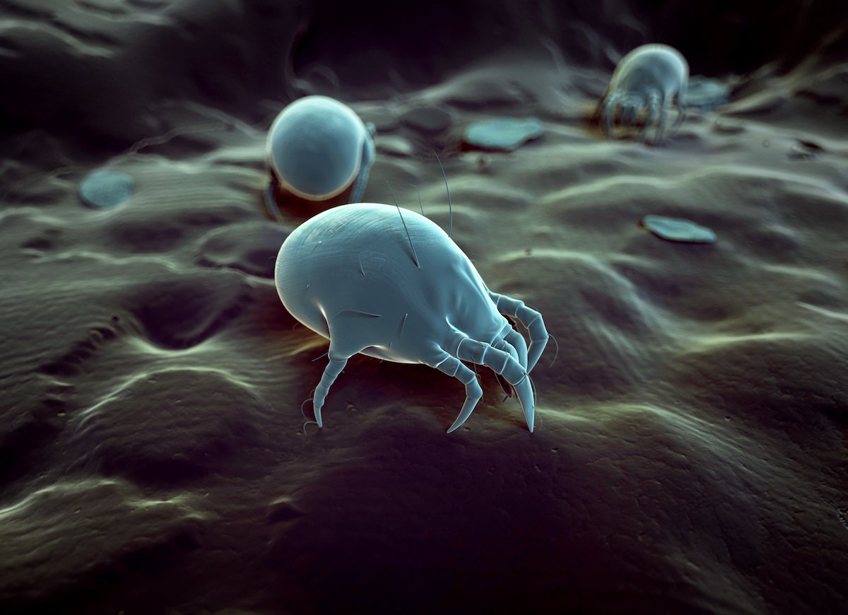 Should You Worry About Dust Mites?