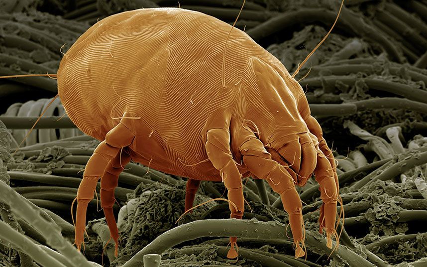 What Causes Dust Mites?