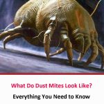 What Do Dust Mites Look Like 2021