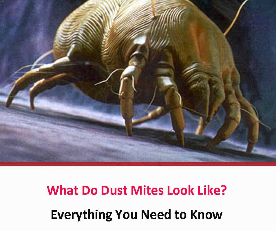 What Do Dust Mites Look Like 2021