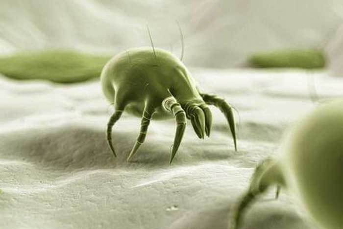 What Kills Dust Mites Naturally?